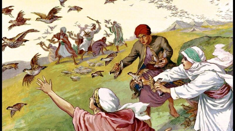 The story of quails and manna - बटेर और मन्ना की कहानी