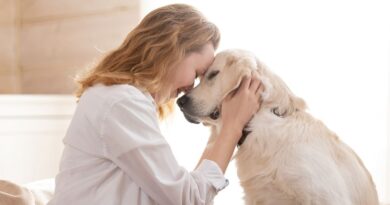 Prayer for guidance and healing for my sick dog - मेरे बीमार कुत्ते के मार्गदर्शन और उपचार के लिए प्रार्थना